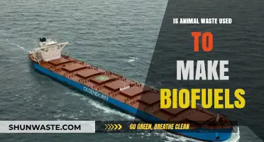 Can Animal Waste Be Transformed into Sustainable Biofuels?