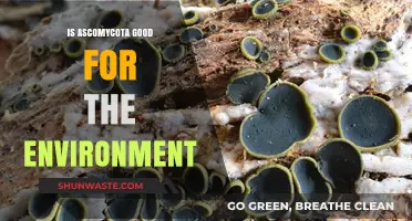 Ascomycota's Environmental Impact: Beneficial Fungi for Ecosystem Health?