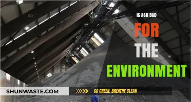 Is Ash Eco-Friendly? Environmental Impacts and Sustainable Practices Explained