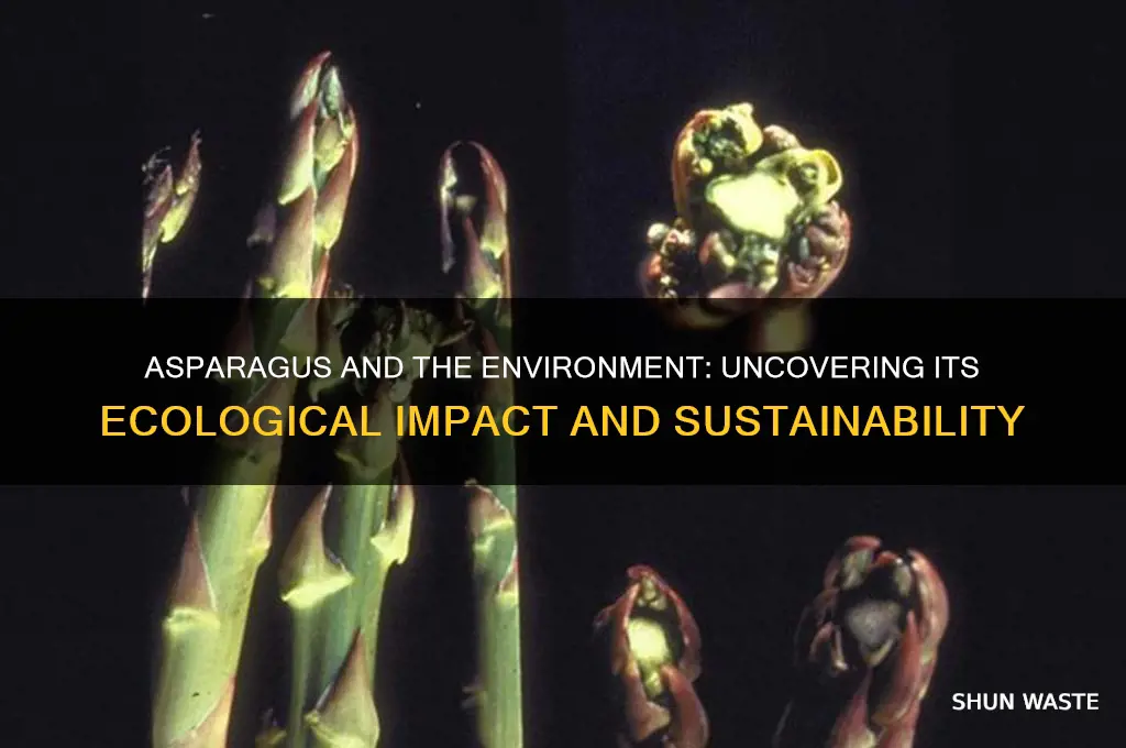 is asparagus bad for the environment