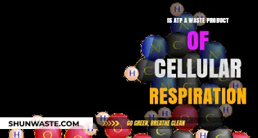 Is ATP a Waste Product of Cellular Respiration? Unraveling the Truth