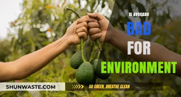Avocado's Environmental Impact: Sustainable Superfood or Eco-Friendly Myth?