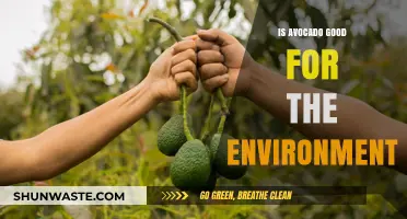 Avocado's Environmental Impact: Sustainable Superfood or Ecological Concern?