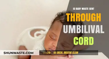 Debunking Myths: Does Baby Waste Travel Through the Umbilical Cord?