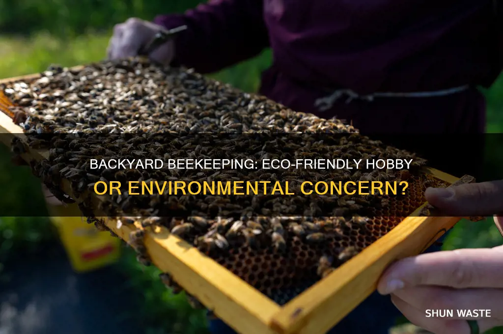 is backyward beekeeping good for the environment