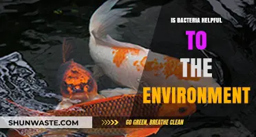 Bacteria's Environmental Role: Beneficial Microbes Shaping Ecosystems and Life