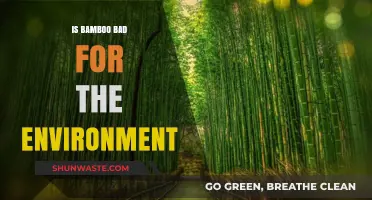 Is Bamboo Eco-Friendly? Uncovering Its Environmental Impact and Sustainability