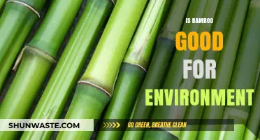 Bamboo's Eco-Friendly Impact: Sustainable Benefits for Our Environment Explained