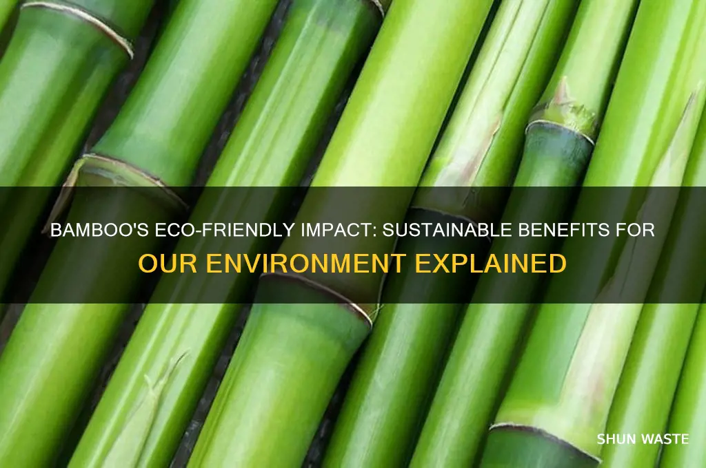 is bamboo good for environment