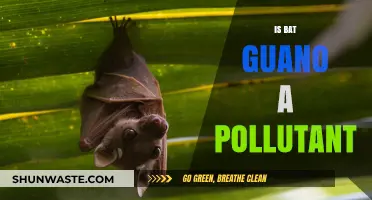 The Truth About Bat Guano: Is It a Pollutant?