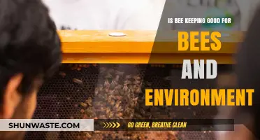 Bee Keeping Benefits: A Win for Bees and the Environment?