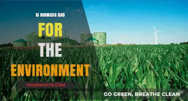 Biomass Energy: Environmental Savior or Hidden Eco-Disaster?