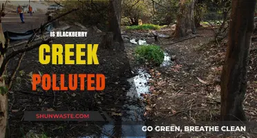 Blackberry Creek Pollution: What's the Truth?