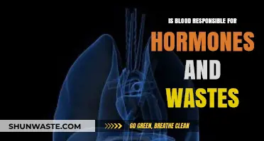 Blood's Role in Hormone Transport and Waste Removal Explained