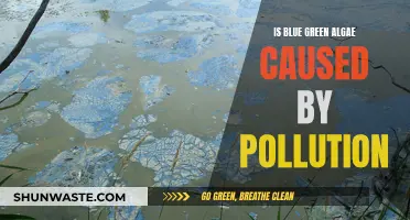 Blue-Green Algae: The Hidden Cost of Pollution