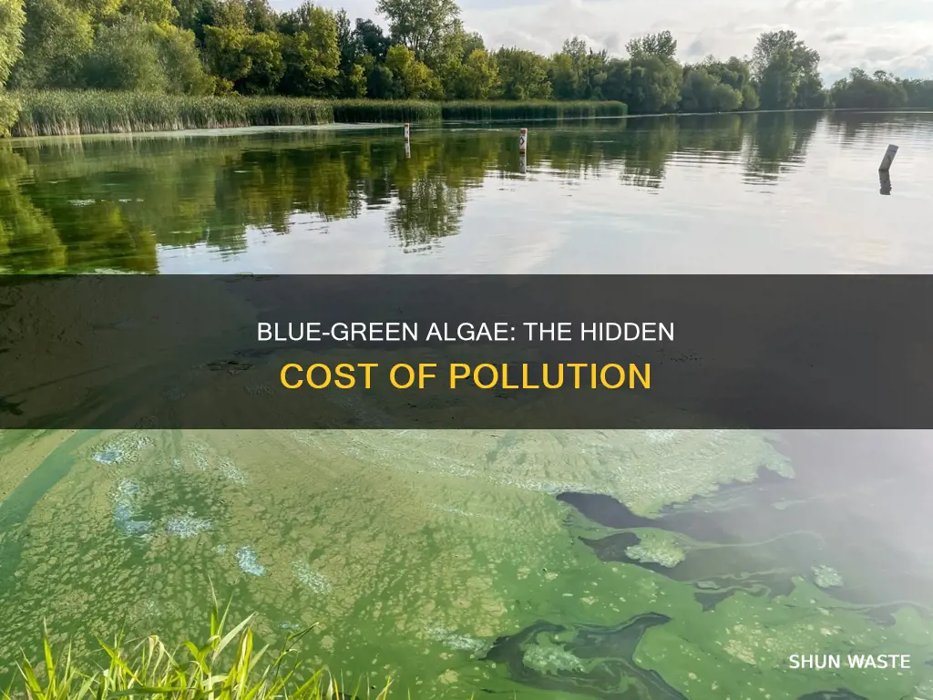 is blue green algae caused by pollution