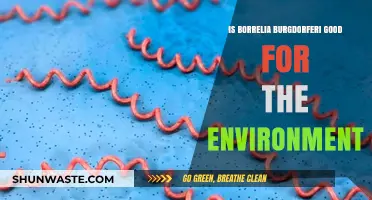 Borrelia Burgdorferi's Environmental Impact: Beneficial or Harmful?