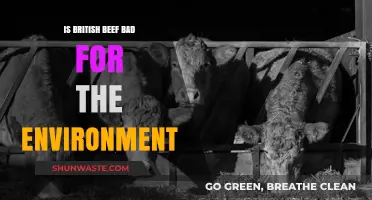 Is British Beef Harming Our Planet? Environmental Impact Explored