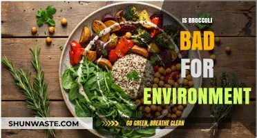 Broccoli's Environmental Impact: Sustainable Superfood or Eco-Friendly Myth?