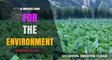 Broccoli's Eco-Impact: Unveiling Its Environmental Benefits and Sustainability