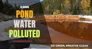 Is Brown Pond Water Safe to Swim in? Unveiling the Truth