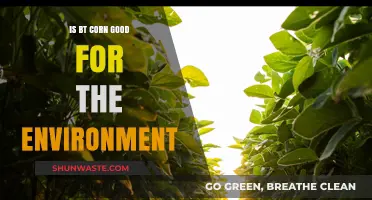 Is Bt Corn Eco-Friendly? Environmental Impacts and Benefits Explained