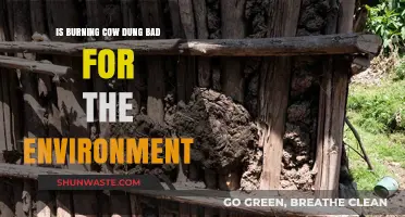 Is Burning Cow Dung Harmful to Our Environment? Exploring the Impact