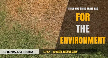 Burning Dried Grass: Environmental Impact and Sustainable Alternatives Explored