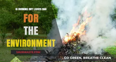 Burning Dry Leaves: Environmental Impact and Sustainable Alternatives Explored