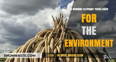 Burning Elephant Tusks: Environmental Impact and Ethical Considerations Explored