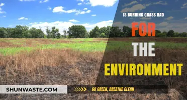 Burning Grass: Environmental Impact and Sustainable Alternatives Explored