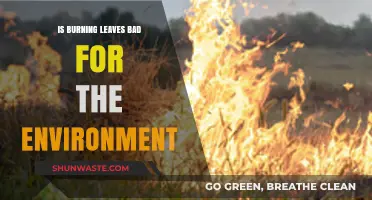 Burning Leaves: Environmental Impact and Sustainable Alternatives Explored