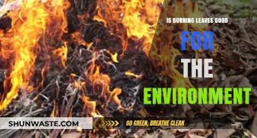 Burning Leaves: Eco-Friendly Practice or Environmental Hazard?