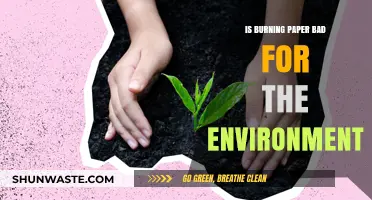 Burning Paper: Environmental Impact and Sustainable Alternatives Explored