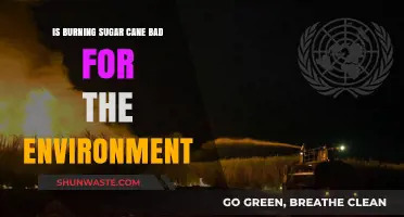 Sugar Cane Burning: Environmental Impact and Sustainable Alternatives Explored