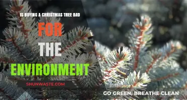 Eco-Friendly Holidays: Are Real Christmas Trees Environmentally Harmful?