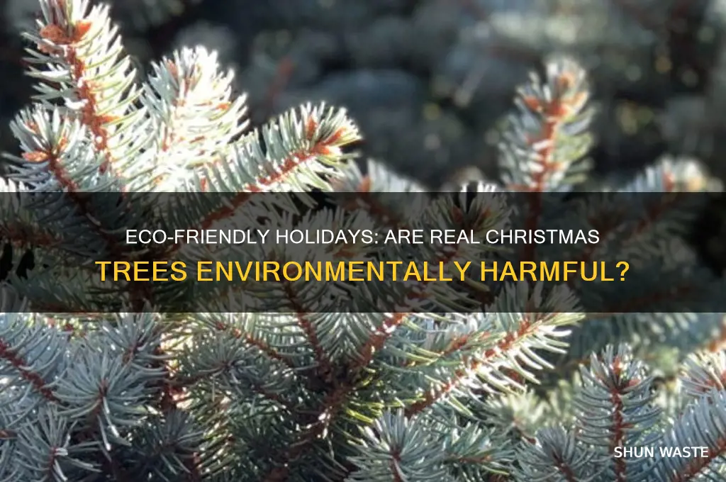 is buying a christmas tree bad for the environment
