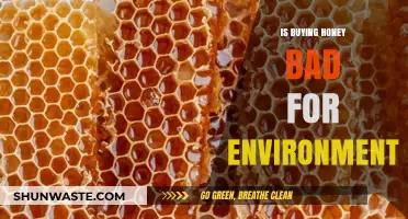 Is Buying Honey Harming Our Environment? A Closer Look
