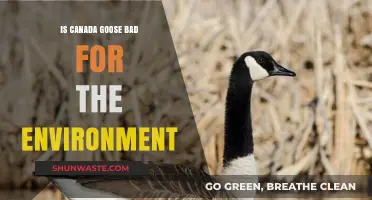 Canada Goose Environmental Impact: Sustainable Fashion or Eco-Unfriendly Choice?