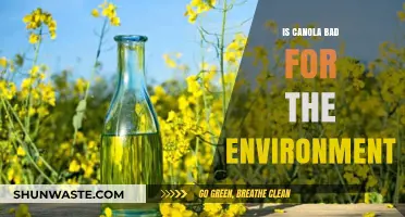 Is Canola Oil Environmentally Friendly? Uncovering Its Ecological Impact