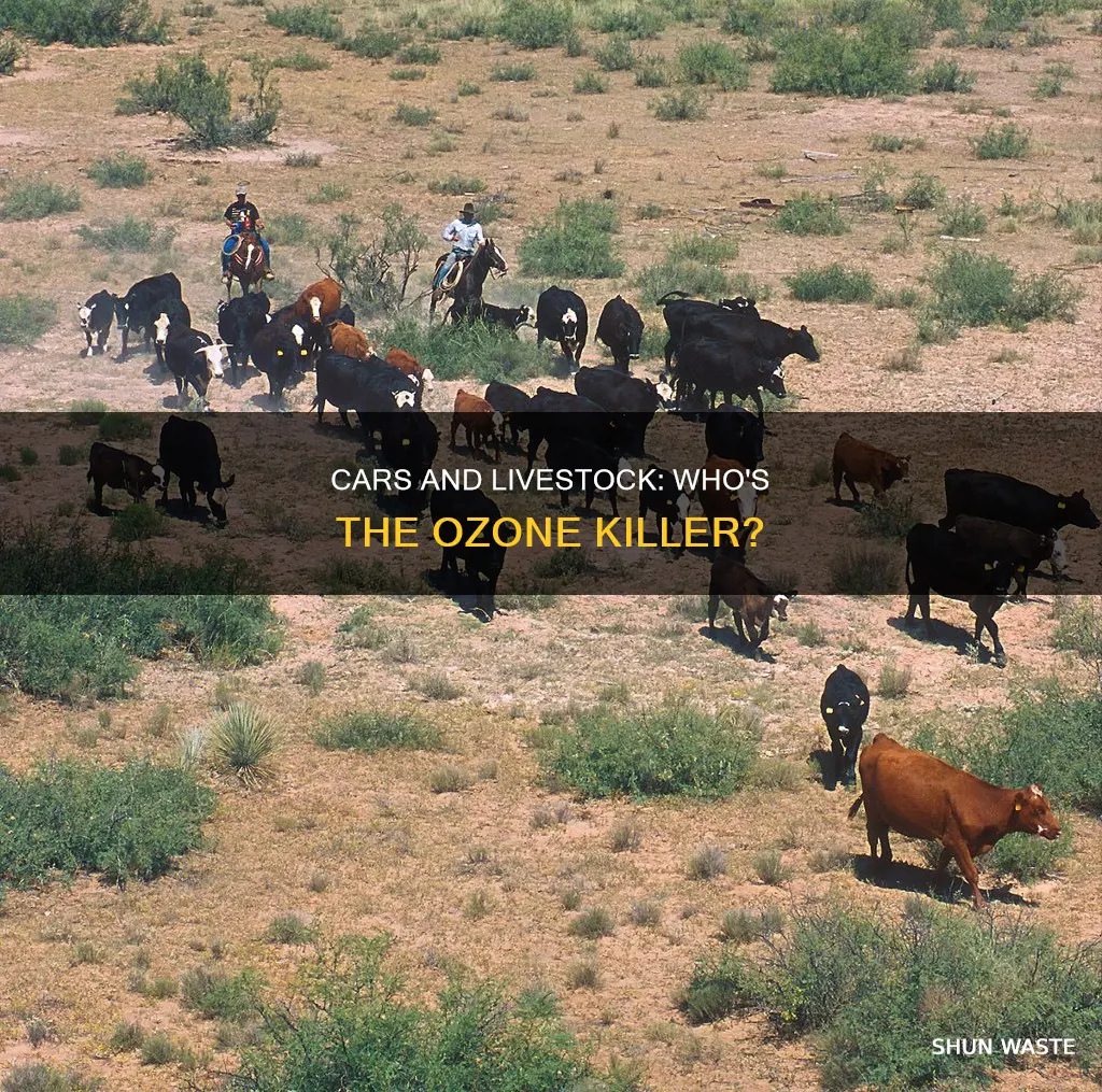 is car our livestock more ozone pollution