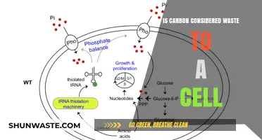 Is Carbon Cellular Waste? Unraveling Its Role in Cell Metabolism