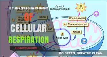 Is CO2 Waste? Understanding Its Role in Cellular Respiration