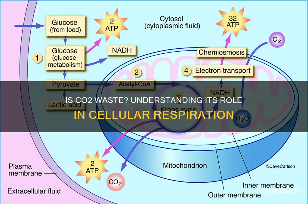 is carbon dioxide a waste product of cellular respiration