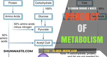 Is Carbon Dioxide a Waste Product of Metabolism? Exploring the Science