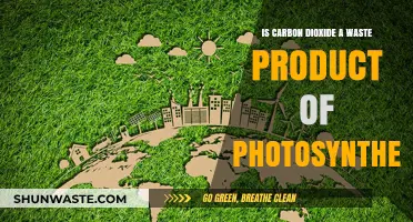 Is CO2 a Waste Product of Photosynthesis? Unraveling the Myth