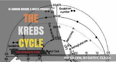 Is CO2 a Waste Product of the Krebs Cycle?
