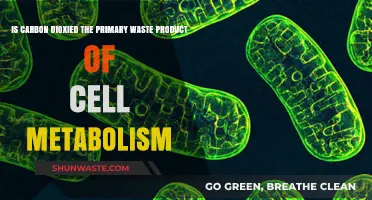 Is Carbon Dioxide the Main Waste from Cellular Metabolism?