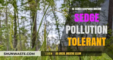 Carex Scoparia: Pollution Tolerance of Broom Sedge