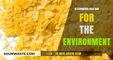 Is Carnauba Wax Eco-Friendly? Environmental Impact Explained